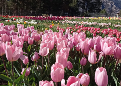 Floració dels tulipans i visita a Saldes (Bcn)