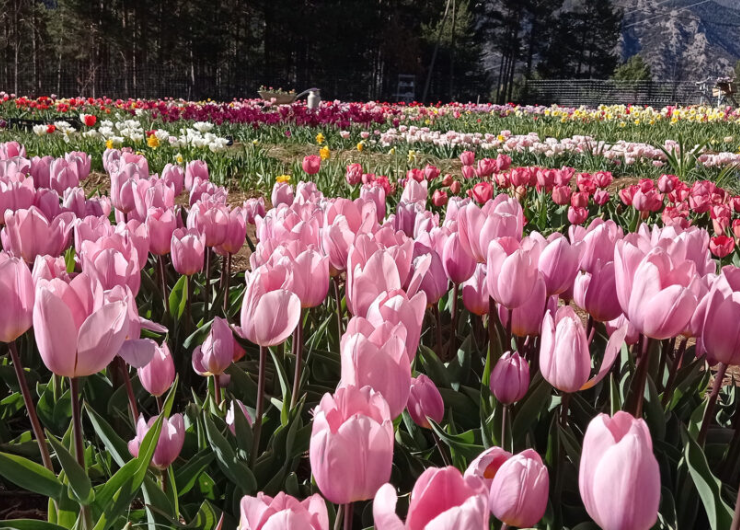 Floració dels tulipans i visita a Saldes