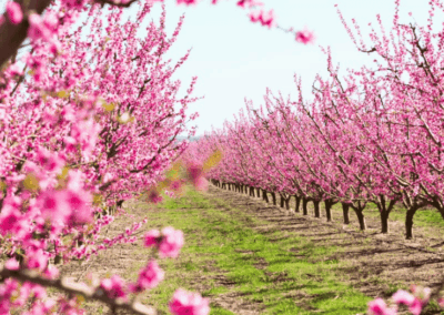 La floració dels preseguers – Visita guiada camps d’Aitona (Bcn)