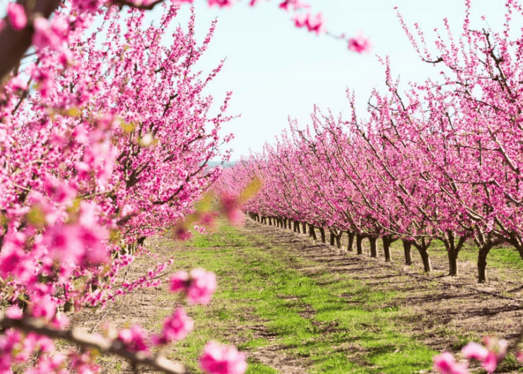 La floració dels preseguers